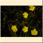 Fumana procumbens.JPG